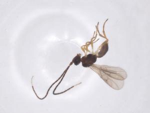  ( - CBG-A64291-E10)  @11 [ ] CreativeCommons - Attribution Share - Alike (2025) Centre for Biodiversity Genomics Centre for Biodiversity Genomics