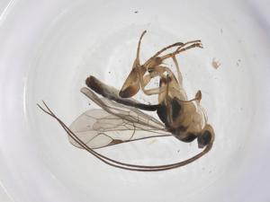  ( - CBG-A64293-A04)  @11 [ ] CreativeCommons - Attribution Share - Alike (2025) Centre for Biodiversity Genomics Centre for Biodiversity Genomics