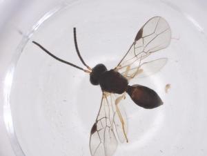  (Opius Malaise5699 - CBG-A64296-B10)  @11 [ ] CreativeCommons - Attribution Share - Alike (2025) Centre for Biodiversity Genomics Centre for Biodiversity Genomics