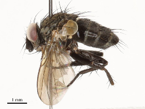  ( - CBG-A65359-C02)  @11 [ ] CreativeCommons - Attribution Share - Alike (2025) CBG Photography Group Centre for Biodiversity Genomics