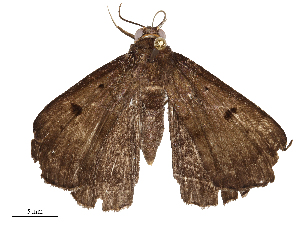  ( - CBG-A65360-E03)  @11 [ ] CreativeCommons - Attribution Share - Alike (2025) CBG Photography Group Centre for Biodiversity Genomics