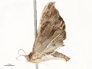  ( - CBG-A65360-F04)  @11 [ ] CreativeCommons - Attribution Share - Alike (2025) CBG Photography Group Centre for Biodiversity Genomics