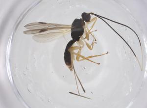  ( - CBG-A65527-D08)  @11 [ ] CreativeCommons - Attribution Share - Alike (2025) Centre for Biodiversity Genomics Centre for Biodiversity Genomics