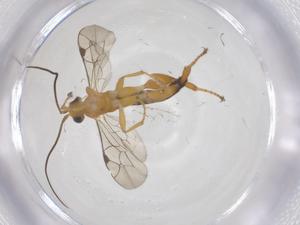  ( - CBG-A65527-G06)  @11 [ ] CreativeCommons - Attribution Share - Alike (2025) Centre for Biodiversity Genomics Centre for Biodiversity Genomics