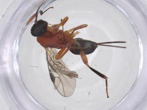  ( - CBG-A65528-F06)  @11 [ ] CreativeCommons - Attribution Share - Alike (2025) Centre for Biodiversity Genomics Centre for Biodiversity Genomics