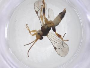  ( - CBG-A65530-A12)  @11 [ ] CreativeCommons - Attribution Share - Alike (2025) Centre for Biodiversity Genomics Centre for Biodiversity Genomics