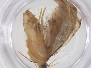  ( - CBG-A65534-F06)  @11 [ ] CreativeCommons - Attribution Share - Alike (2025) Centre for Biodiversity Genomics Centre for Biodiversity Genomics