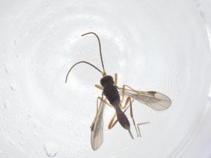  ( - CBG-B10869-E12)  @11 [ ] CreativeCommons - Attribution Share - Alike (2025) Centre for Biodiversity Genomics Centre for Biodiversity Genomics