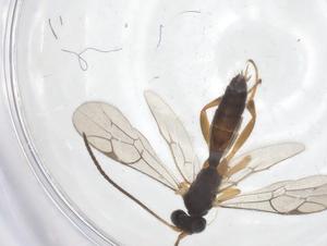  ( - CBG-B10892-H08)  @11 [ ] CreativeCommons - Attribution Share - Alike (2025) Centre for Biodiversity Genomics Centre for Biodiversity Genomics