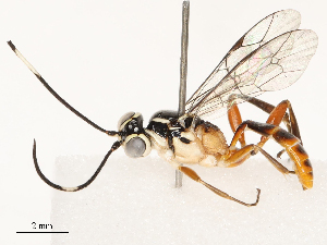  ( - CBG-B15174-G11)  @11 [ ] CreativeCommons - Attribution Share - Alike (2025) CBG Photography Group Centre for Biodiversity Genomics