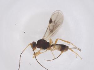  ( - CBG-B16781-B05)  @11 [ ] CreativeCommons - Attribution Share - Alike (2025) Centre for Biodiversity Genomics Centre for Biodiversity Genomics