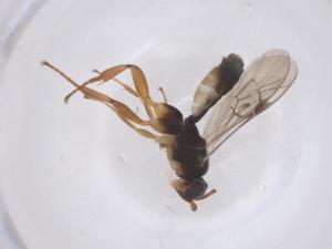  ( - CBG-B16781-D08)  @11 [ ] CreativeCommons - Attribution Share - Alike (2025) Centre for Biodiversity Genomics Centre for Biodiversity Genomics