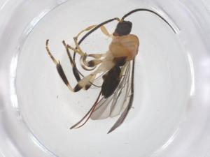  ( - CBG-B16784-G08)  @11 [ ] CreativeCommons - Attribution Share - Alike (2025) Centre for Biodiversity Genomics Centre for Biodiversity Genomics