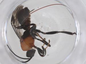  (Nealiolus Malaise8265 - CBG-B16798-E05)  @11 [ ] CreativeCommons - Attribution Share - Alike (2025) Centre for Biodiversity Genomics Centre for Biodiversity Genomics