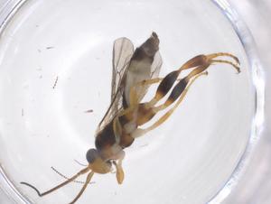  ( - CBG-B16996-H05)  @11 [ ] CreativeCommons - Attribution Share - Alike (2025) Centre for Biodiversity Genomics Centre for Biodiversity Genomics