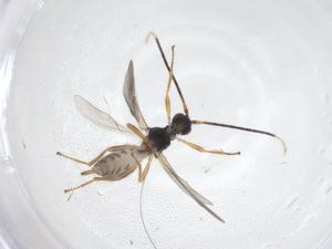  ( - CBG-B17067-F12)  @11 [ ] CreativeCommons - Attribution Share - Alike (2025) Centre for Biodiversity Genomics Centre for Biodiversity Genomics