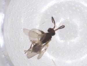  ( - CBG-B17082-G09)  @11 [ ] CreativeCommons - Attribution Share - Alike (2025) Centre for Biodiversity Genomics Centre for Biodiversity Genomics