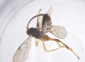  ( - CBG-B17143-D01)  @11 [ ] CreativeCommons - Attribution Share - Alike (2025) Centre for Biodiversity Genomics Centre for Biodiversity Genomics