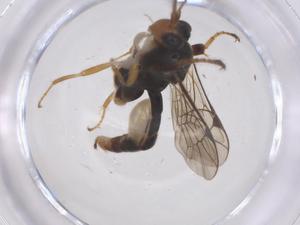  ( - CBG-B17143-D03)  @11 [ ] CreativeCommons - Attribution Share - Alike (2025) Centre for Biodiversity Genomics Centre for Biodiversity Genomics