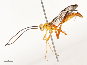  ( - CBG-B17168-C02)  @11 [ ] CreativeCommons - Attribution Share - Alike (2025) CBG Photography Group Centre for Biodiversity Genomics
