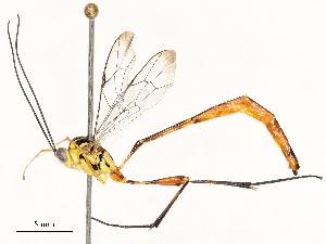  ( - CBG-B17169-C11)  @11 [ ] CreativeCommons - Attribution Share - Alike (2025) CBG Photography Group Centre for Biodiversity Genomics
