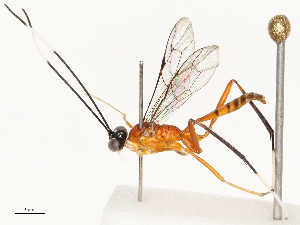  ( - CBG-B17169-D04)  @11 [ ] CreativeCommons - Attribution Share - Alike (2025) CBG Photography Group Centre for Biodiversity Genomics