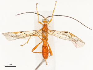  ( - CBG-B17169-F03)  @11 [ ] CreativeCommons - Attribution Share - Alike (2025) CBG Photography Group Centre for Biodiversity Genomics