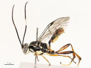  ( - CBG-B17169-F06)  @11 [ ] CreativeCommons - Attribution Share - Alike (2025) CBG Photography Group Centre for Biodiversity Genomics