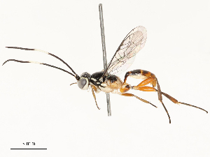  ( - CBG-B17172-C05)  @11 [ ] CreativeCommons - Attribution Share - Alike (2025) CBG Photography Group Centre for Biodiversity Genomics