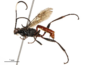  (Carinodes Malaise3063 - CBG-B17177-A03)  @11 [ ] CreativeCommons - Attribution Share - Alike (2025) CBG Photography Group Centre for Biodiversity Genomics