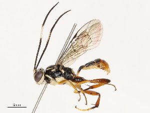  ( - CBG-B17177-E02)  @11 [ ] CreativeCommons - Attribution Share - Alike (2025) CBG Photography Group Centre for Biodiversity Genomics