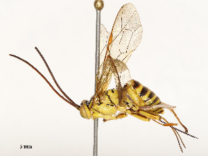  ( - CBG-B17177-F05)  @11 [ ] CreativeCommons - Attribution Share - Alike (2025) CBG Photography Group Centre for Biodiversity Genomics
