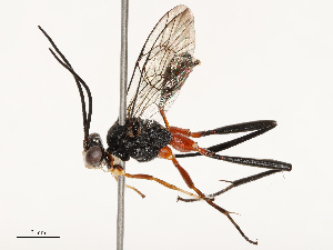  ( - CBG-B17177-G06)  @11 [ ] CreativeCommons - Attribution Share - Alike (2025) CBG Photography Group Centre for Biodiversity Genomics