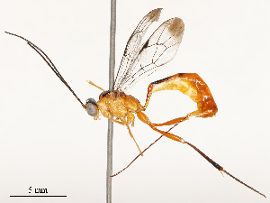  ( - CBG-B17177-G08)  @11 [ ] CreativeCommons - Attribution Share - Alike (2025) CBG Photography Group Centre for Biodiversity Genomics