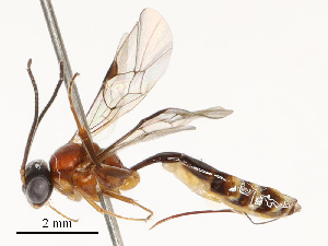  ( - CBG-B17181-B03)  @11 [ ] CreativeCommons - Attribution Share - Alike (2025) CBG Photography Group Centre for Biodiversity Genomics