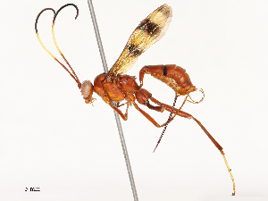  ( - CBG-B17181-E02)  @11 [ ] CreativeCommons - Attribution Share - Alike (2025) CBG Photography Group Centre for Biodiversity Genomics