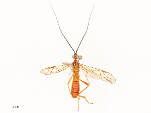  (Triraphis Malaise7181 - CBG-B17181-E03)  @11 [ ] CreativeCommons - Attribution Share - Alike (2025) CBG Photography Group Centre for Biodiversity Genomics