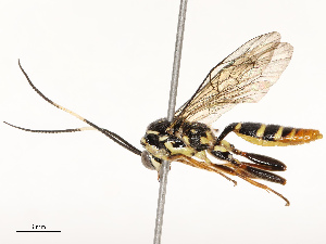  (ichneuMalaise01 Malaise5370 - CBG-B17181-E07)  @11 [ ] CreativeCommons - Attribution Share - Alike (2025) CBG Photography Group Centre for Biodiversity Genomics