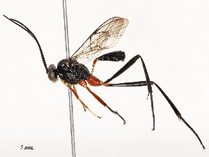  (cryptJanzen01 malaise0812 - CBG-B17181-F02)  @11 [ ] CreativeCommons - Attribution Share - Alike (2025) CBG Photography Group Centre for Biodiversity Genomics