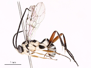  ( - CBG-B17185-A03)  @11 [ ] CreativeCommons - Attribution Share - Alike (2025) CBG Photography Group Centre for Biodiversity Genomics