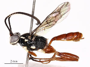  ( - CBG-B17185-A05)  @11 [ ] CreativeCommons - Attribution Share - Alike (2025) CBG Photography Group Centre for Biodiversity Genomics