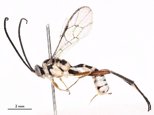  ( - CBG-B17185-D09)  @11 [ ] CreativeCommons - Attribution Share - Alike (2025) CBG Photography Group Centre for Biodiversity Genomics