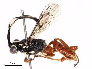  ( - CBG-B17185-E08)  @11 [ ] CreativeCommons - Attribution Share - Alike (2025) CBG Photography Group Centre for Biodiversity Genomics