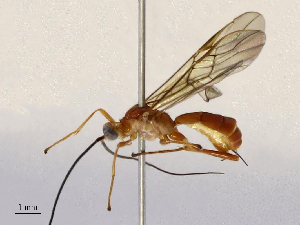  (Triraphis Malaise7310 - CBG-B17188-E04)  @11 [ ] CreativeCommons - Attribution Share - Alike (2025) CBG Photography Group Centre for Biodiversity Genomics