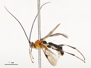  (Triraphis martindohrni - CBG-B17302-A03)  @11 [ ] CreativeCommons - Attribution Share - Alike (2025) CBG Photography Group Centre for Biodiversity Genomics