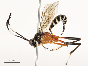  ( - CBG-B17302-F03)  @11 [ ] CreativeCommons - Attribution Share - Alike (2025) CBG Photography Group Centre for Biodiversity Genomics