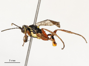  ( - CBG-B17305-A02)  @11 [ ] CreativeCommons - Attribution Share - Alike (2025) CBG Photography Group Centre for Biodiversity Genomics