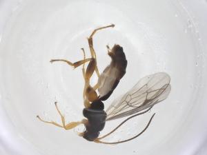  ( - CBG-B17353-A06)  @11 [ ] CreativeCommons - Attribution Share - Alike (2025) Centre for Biodiversity Genomics Centre for Biodiversity Genomics