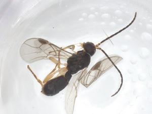  ( - CBG-B17397-F12)  @11 [ ] CreativeCommons - Attribution Share - Alike (2025) Centre for Biodiversity Genomics Centre for Biodiversity Genomics