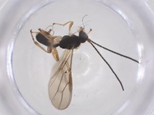  ( - CBG-B17398-B04)  @11 [ ] CreativeCommons - Attribution Share - Alike (2025) Centre for Biodiversity Genomics Centre for Biodiversity Genomics